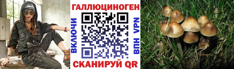 где можно купить наркотик  Ставрополь  Псилоцибиновые грибы Cubensis 